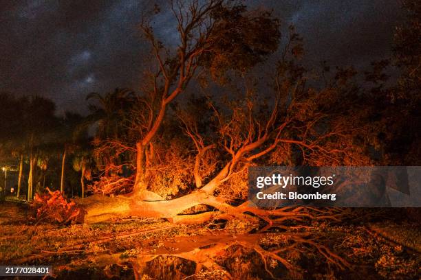 Downed tree blocks the entrance to Demens Landing after Hurricane Milton made landfall in St. Petersburg, Florida, US, on Thursday, Oct. 10, 2024....