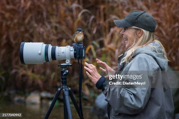 photographer is frightened by kingfisher on tele lens - lente telefotográfica imagens e fotografias de stock