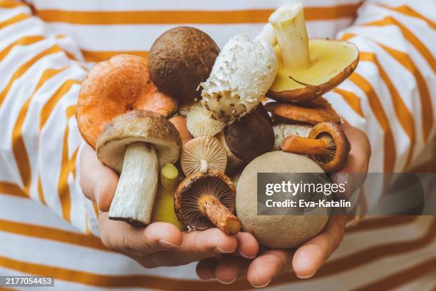 herbst stimmung - pilz stock-fotos und bilder