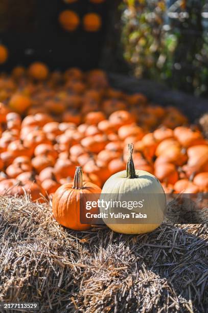 Taaba Texture 136 Taba Texture Stock Photos, High-Res Pictures, and Images - Getty Images