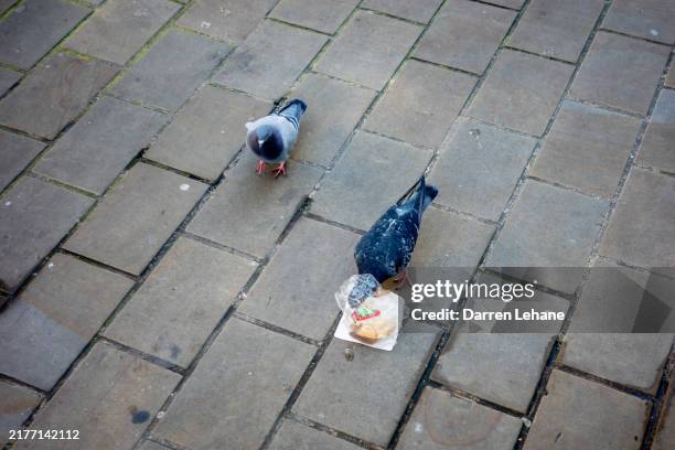 pigeon and discarded wrapper - neid stock-fotos und bilder