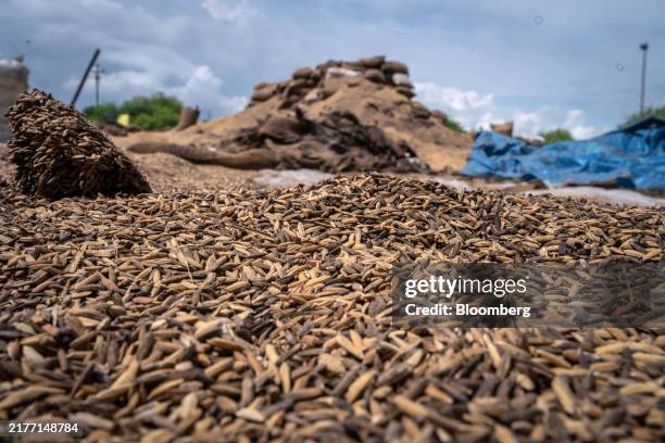 Rotted Rice 23 Rice Rotten Field Stock Photos, High-Res Pictures, and Images ...