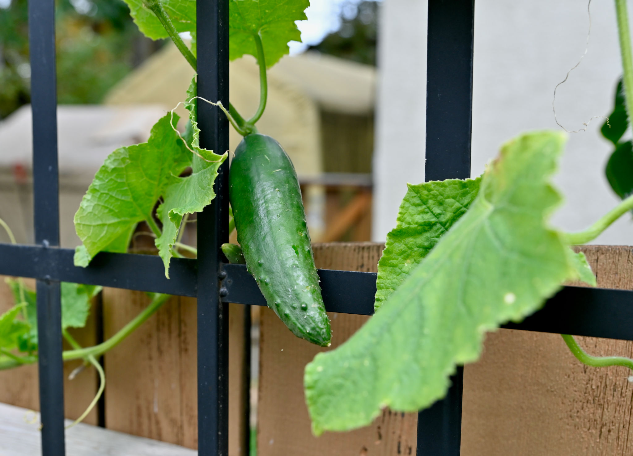 organic gardening tools