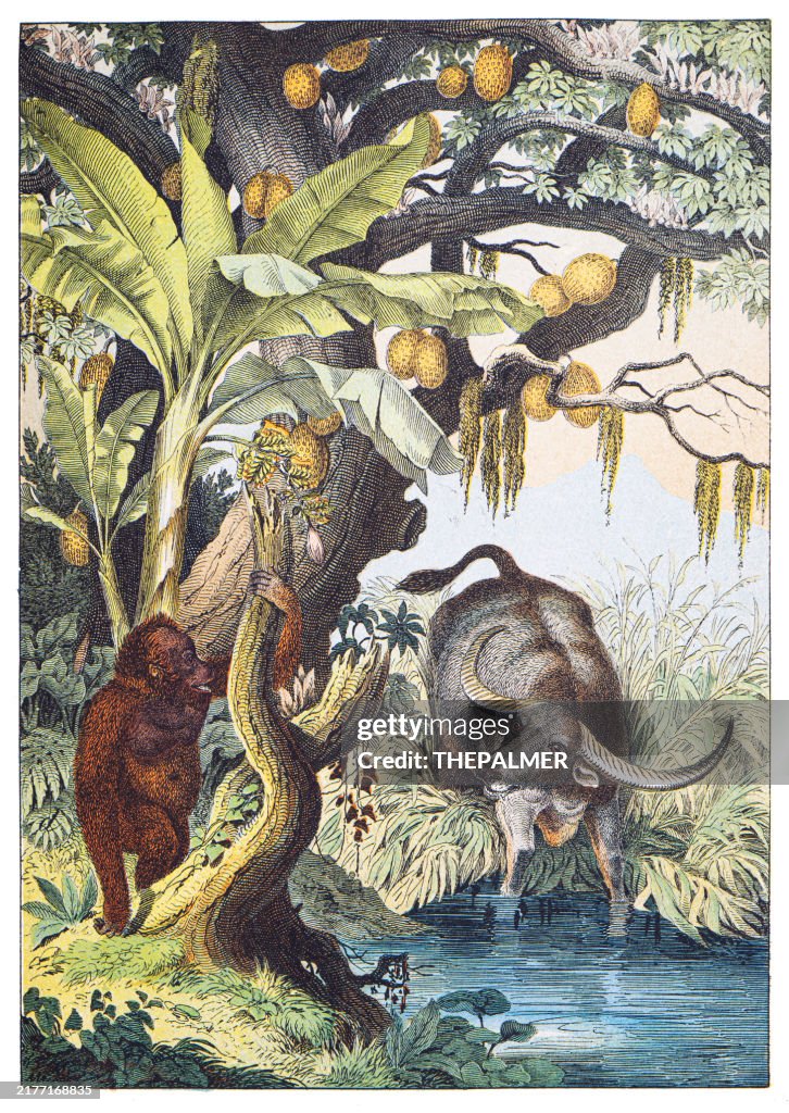 Sunda Islands: Water Buffalo, Orangutan/Breadfruit and Banana Trees hand colored engraving 1876