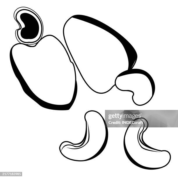 cashew nut - nuts isolated stock illustrations