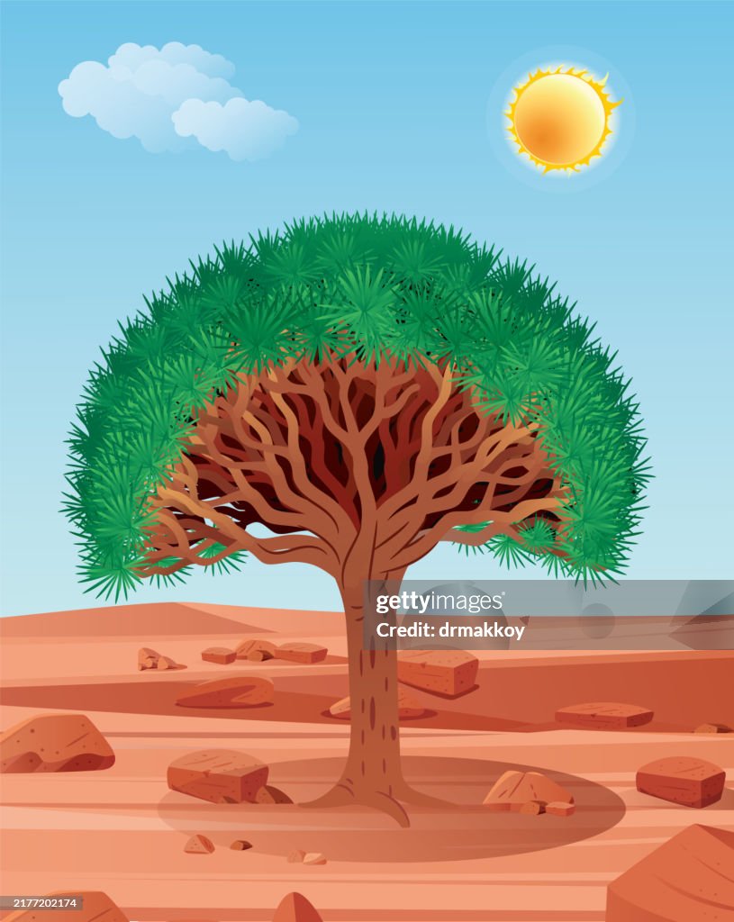 Dragon tree, Blood Dragon tree