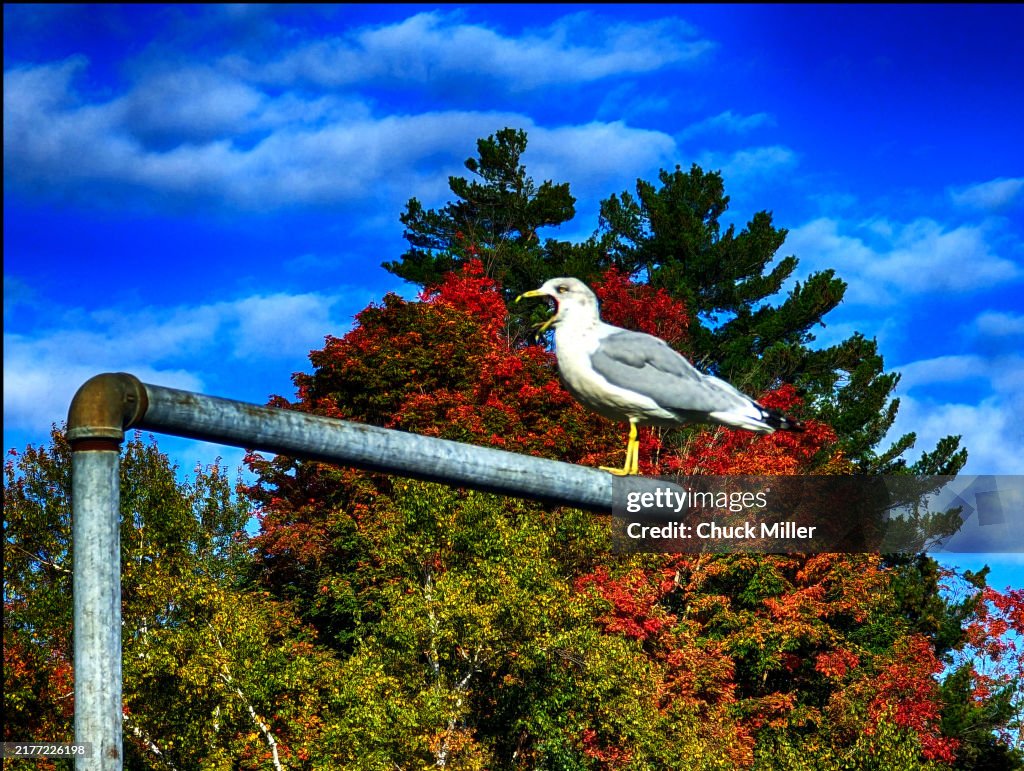 The Yawning Seagull