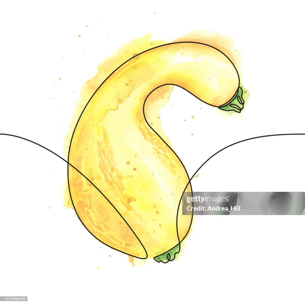Autumn Squash Vegetable Continuous Line Drawing with Editable Stroke and Watercolor Elements