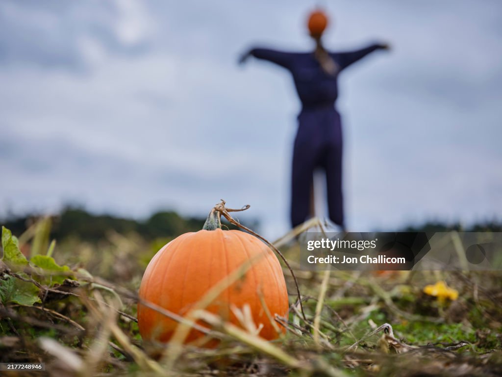 A pumpkin field with a scarecrow in the background