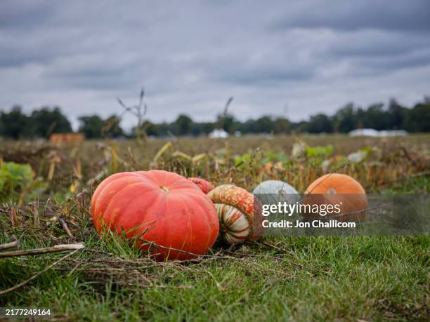 pumpkins lie in a pumpkin patch - fall harvest festival stock pictures, royalty-free photos & images