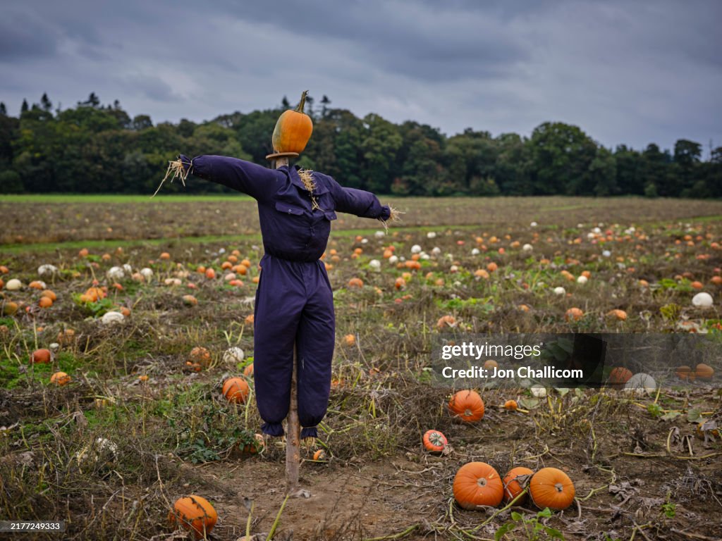 A pumpkin field with a scarecrow in the background
