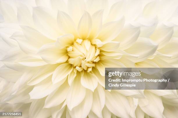 giant dinnerplate dahlia fleurel - chrysanthème photos et images de collection