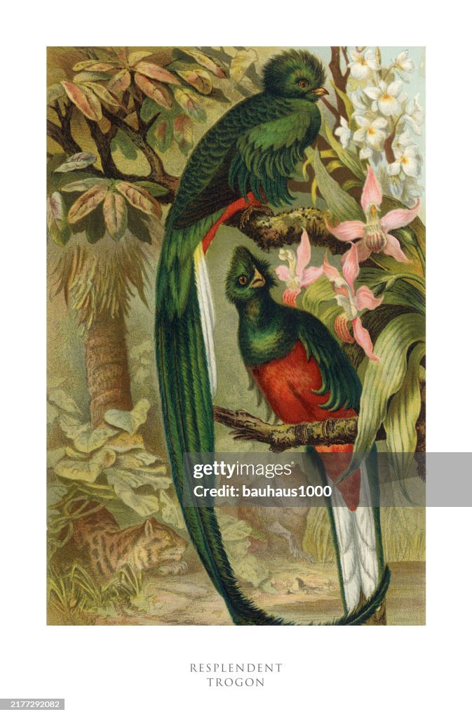 Antique American Engraving, Resplendent Trogon, Bird: Natural History, 1885