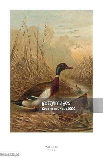 antique american engraving, mallard duck, bird: natural history, 1885 - dodging stock illustrations
