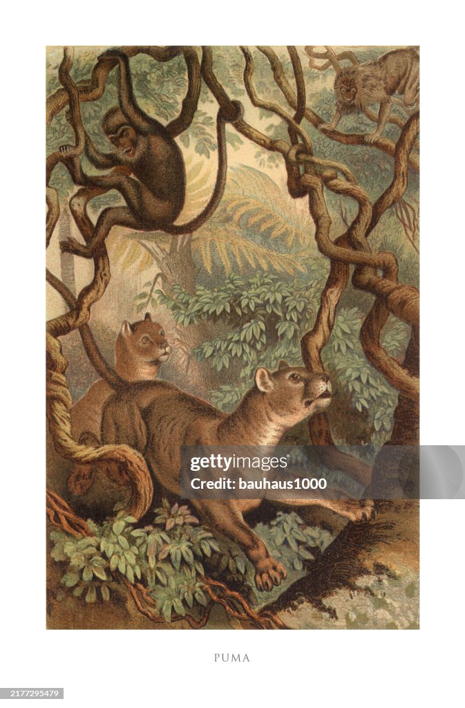 Antique American Engraving, Puma, Mammals: Natural History, 1885