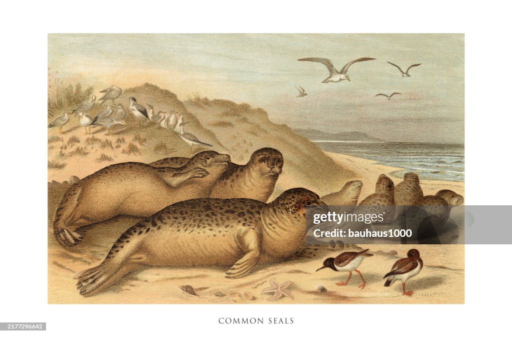 Antique American Engraving, Common Seal, Mammals: Natural History, 1885