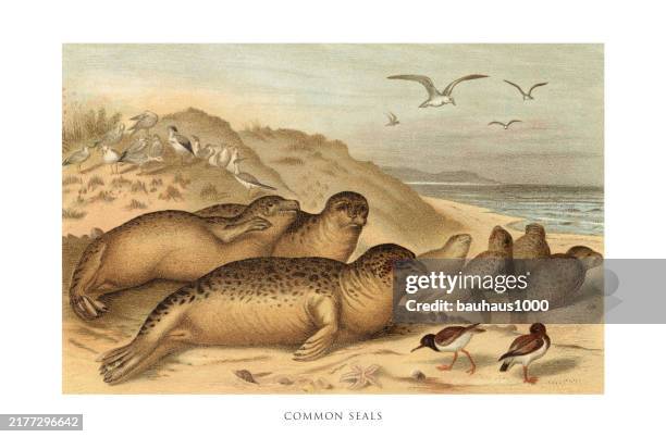 antique american engraving, common seal, mammals: natural history, 1885 - endangered species united states stock illustrations