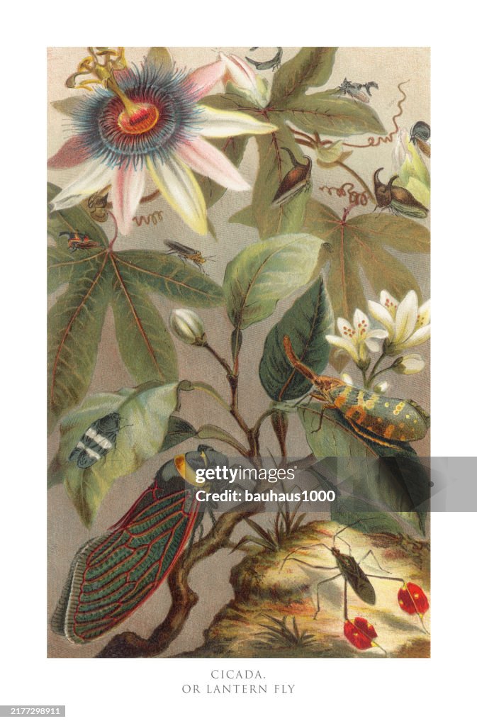 Antique American Engraving, Cicada or Lantern Fly, Insects: Natural History, 1885