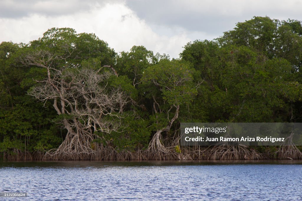Famous Rivers In Mexico Mangroves In Grijalvausumacinta River One Of The Most Important Rivers ...