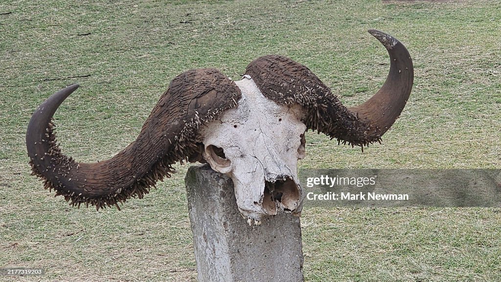 African buffalo skull