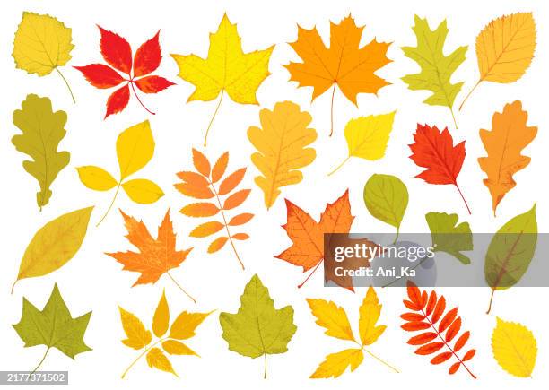 autumn leaves - aspen leaf stock illustrations