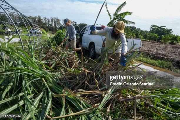 Everoak Farms volunteer Patrick Lang, right, and Andrew Smith harvest sugar cane that could be salvaged after heavy winds and water from Hurricane...