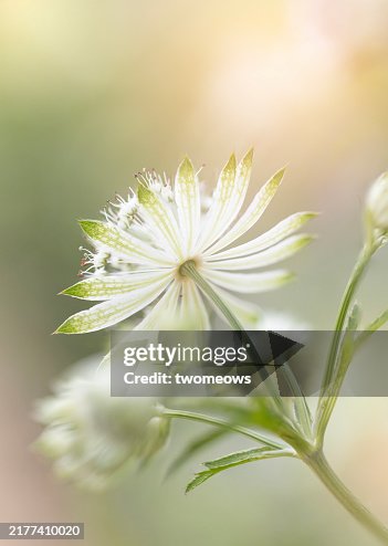 White greater masterwork selective focus view. White greater masterwork selective focus view.