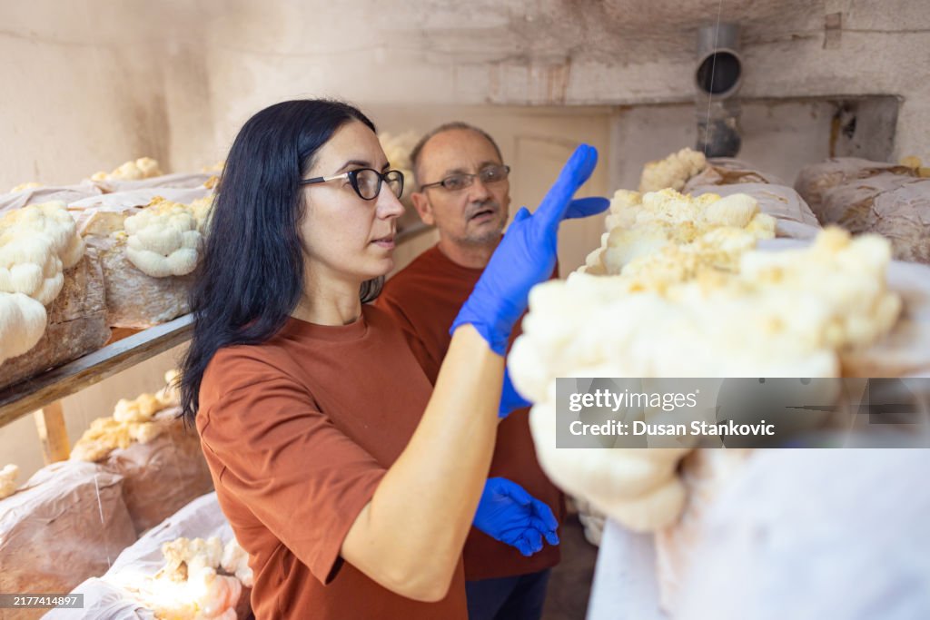 Harvesting Mushrooms for Natural Therapy