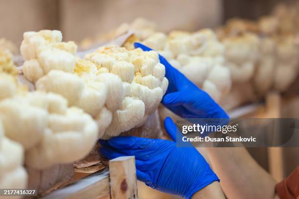 growing mushrooms for neuropathy relief - animal mane stock pictures, royalty-free photos & images