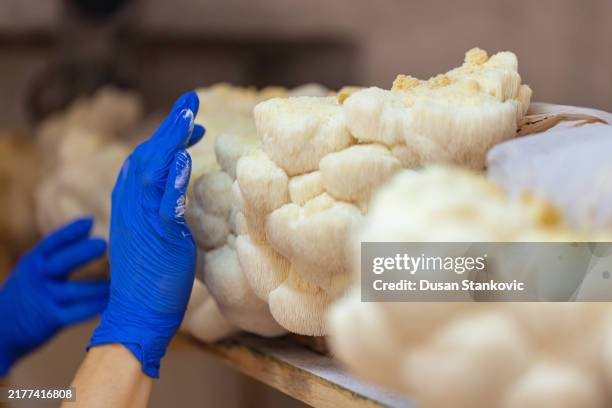 picking mushrooms - animal mane stock pictures, royalty-free photos & images