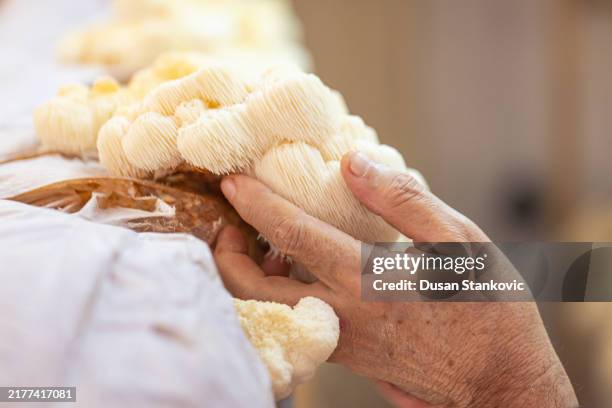 neuropathy healing - animal mane stock pictures, royalty-free photos & images