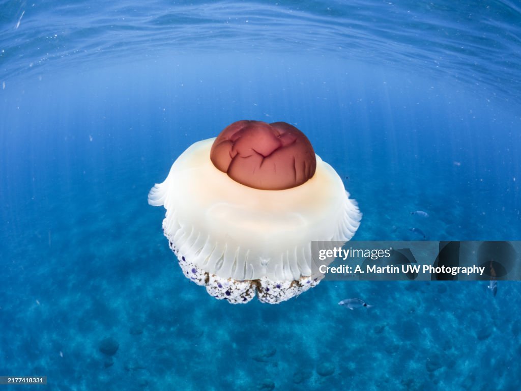 Mediterranean Fried Egg Jellyfish - Cotylorhiza tuberculata