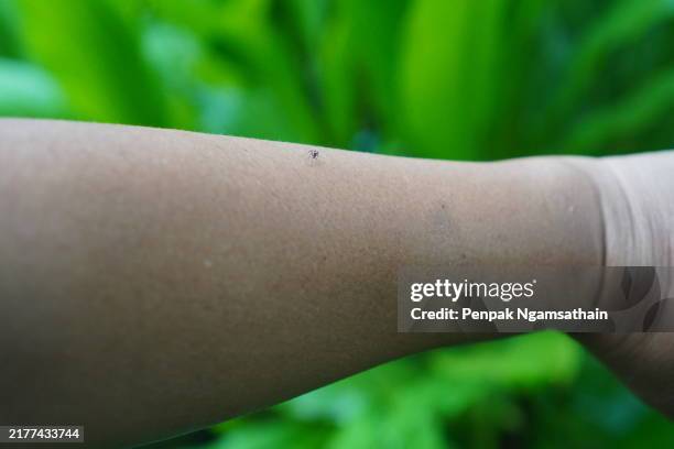 aedes mosquito bites on the arm - succhiare il sangue foto e immagini stock