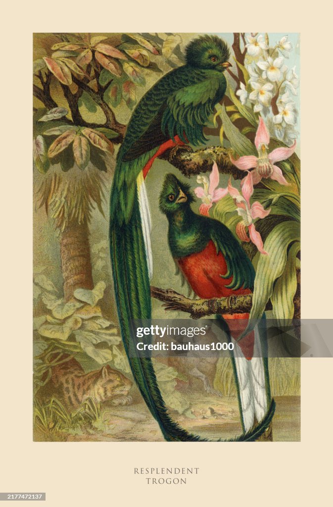 Antique American Engraving, Resplendent Trogon, Bird: Natural History, 1885
