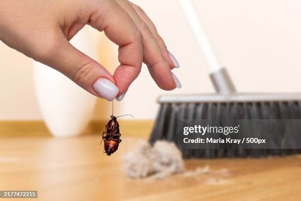 hand holding dead cockroach with background of brush cleaning a wooden - infestation stock pictures, royalty-free photos & images