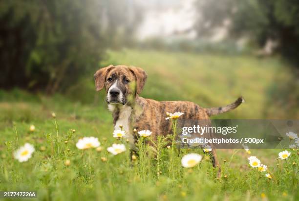 portrait of a dog standing on field - gran danés fotografías e imágenes de stock