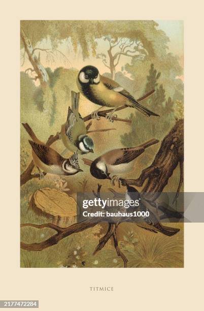stockillustraties, clipart, cartoons en iconen met antique american engraving, titmice, bird: natural history, 1885 - mus