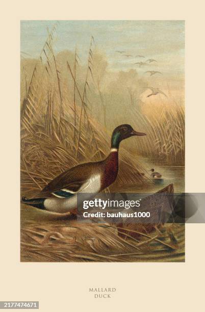 antique american engraving, mallard duck, bird: natural history, 1885 - dodging stock illustrations