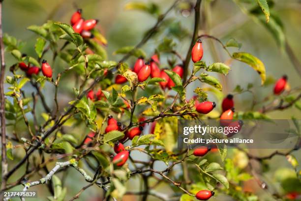 October 2024, Baden-Württemberg, Rottweil: Rose hips can be seen on a shrub in the sunshine. Photo: Silas Stein/dpa