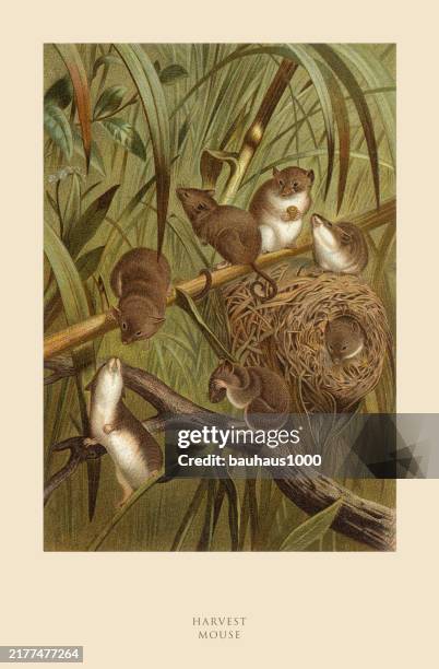 antique american engraving, harvest mouse, mammals: natural history, 1885 - harvest mouse stock illustrations
