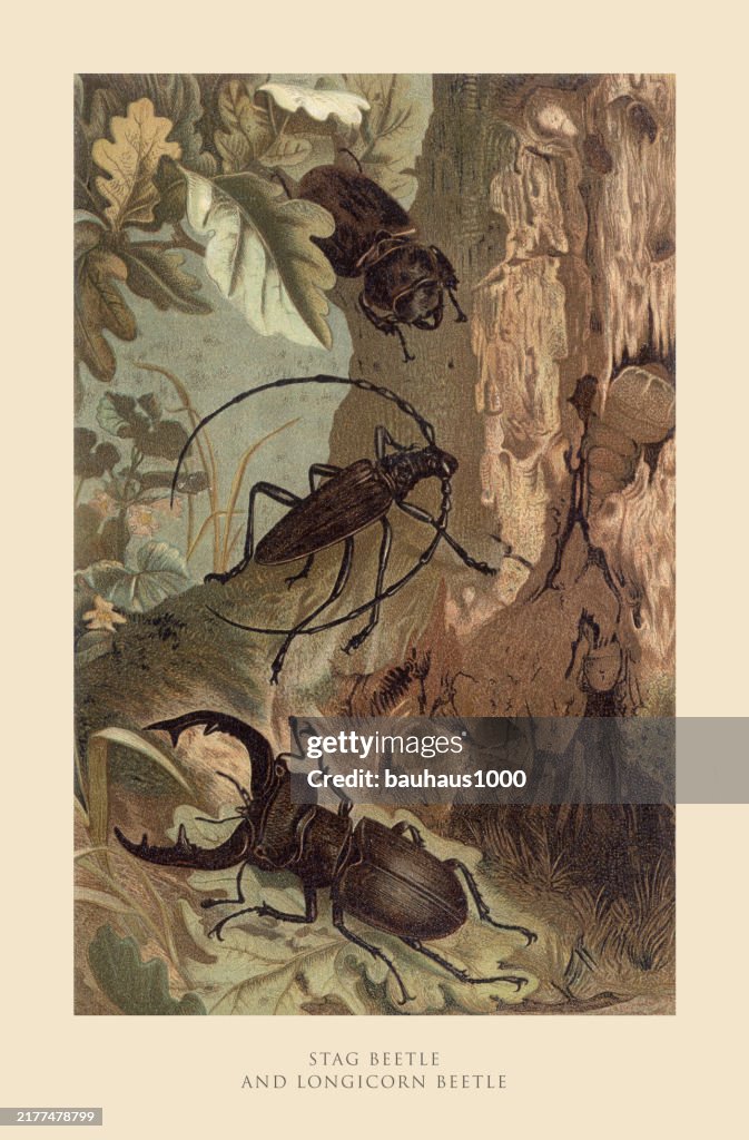 Desh Insect Antique American Engraving Stag Beetle And Longhorn Beetle Insect ...