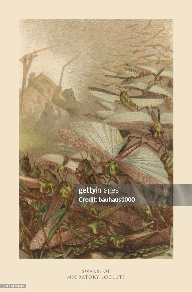 Locust In America Antique American Engraving Swarm Of Migratory Locusts Insects Natural ...