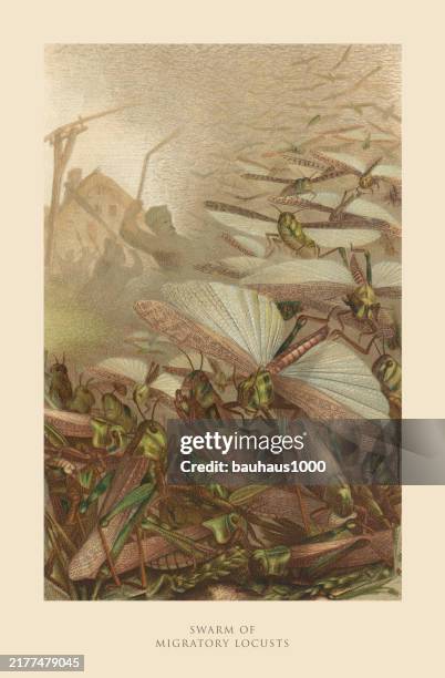 antique american engraving, swarm of migratory locusts, insects: natural history, 1885 - locust stock illustrations
