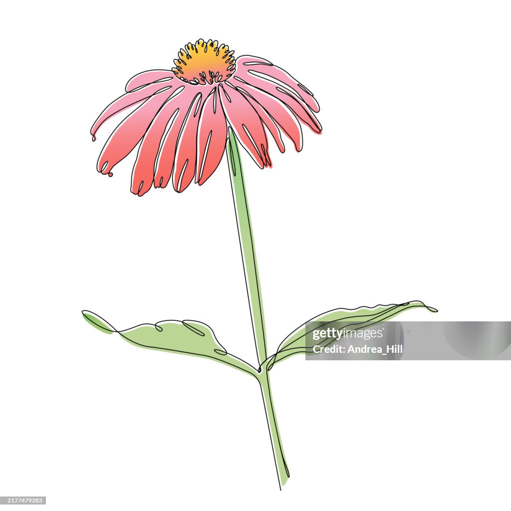 Echinacea Coneflower Continuous Line Drawing Border with Editable Stroke and Color Elements