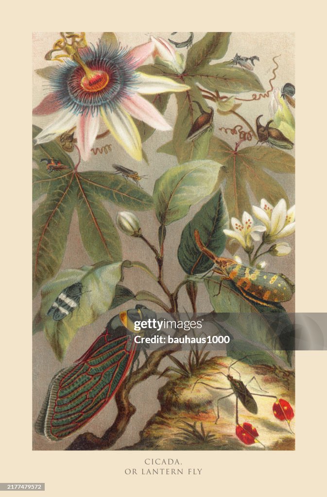 Antique American Engraving, Cicada or Lantern Fly, Insects: Natural History, 1885