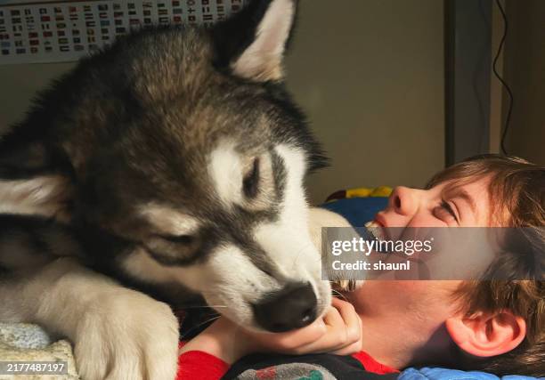 malamute snuggles - big dog stock pictures, royalty-free photos & images