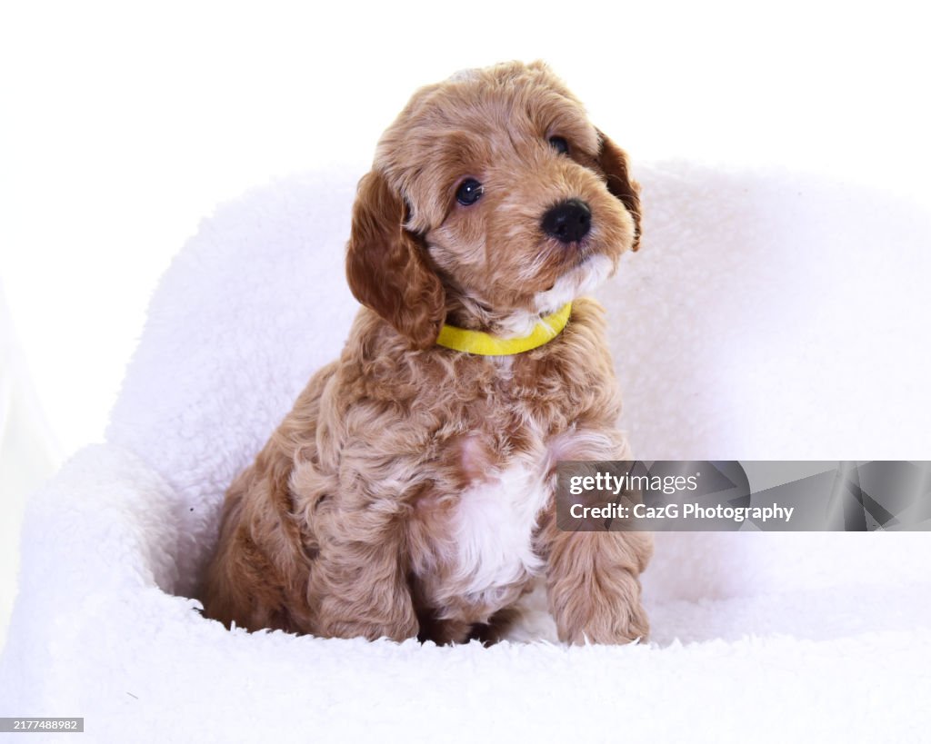 Golden Color Cockapoo Golden Cockapoo Puppy In Studio Palin Background High-Res Stock Photo ...