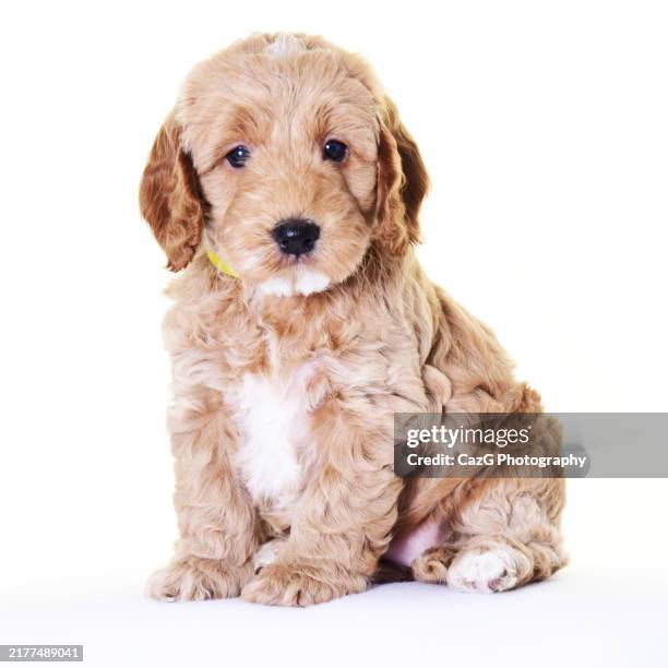 Golden Color Cockapoo 375 Golden Cocker Spaniel Stock Photos, High-Res Pictures, and Images ...