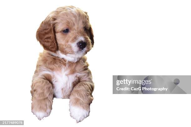 Golden Color Cockapoo 1,615 Cockapoo Dog Stock Photos, High-Res Pictures, and Images - Getty ...