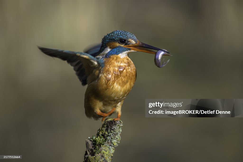 Common kingfisher (Alcedo atthis), with captured fish in its beak on a branch stump, Hesse Germany